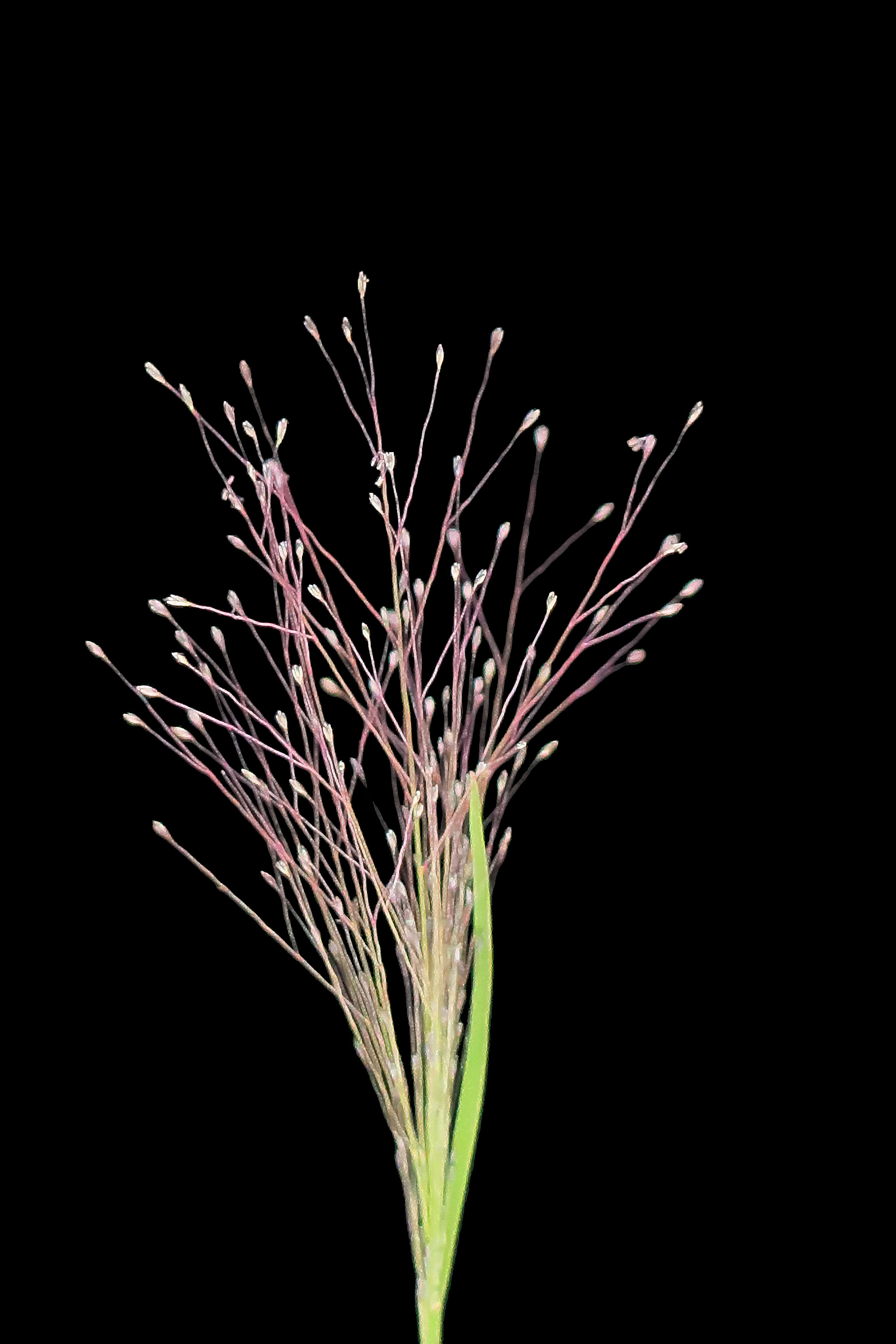 Imagem de Muhlenbergia asperifolia (Nees & Meyen ex Trin.) Parodi