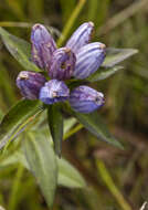 Image of closed bottle gentian