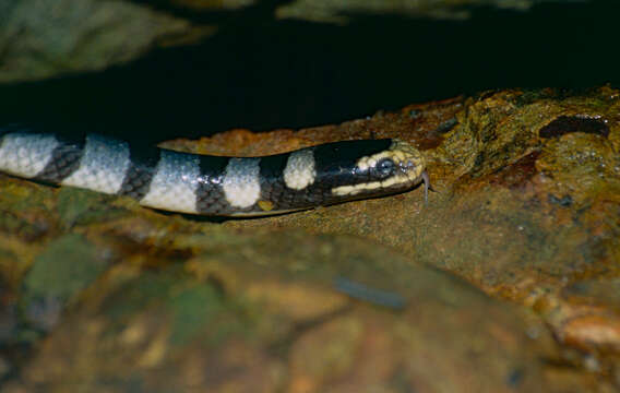 Image of Banded sea krait