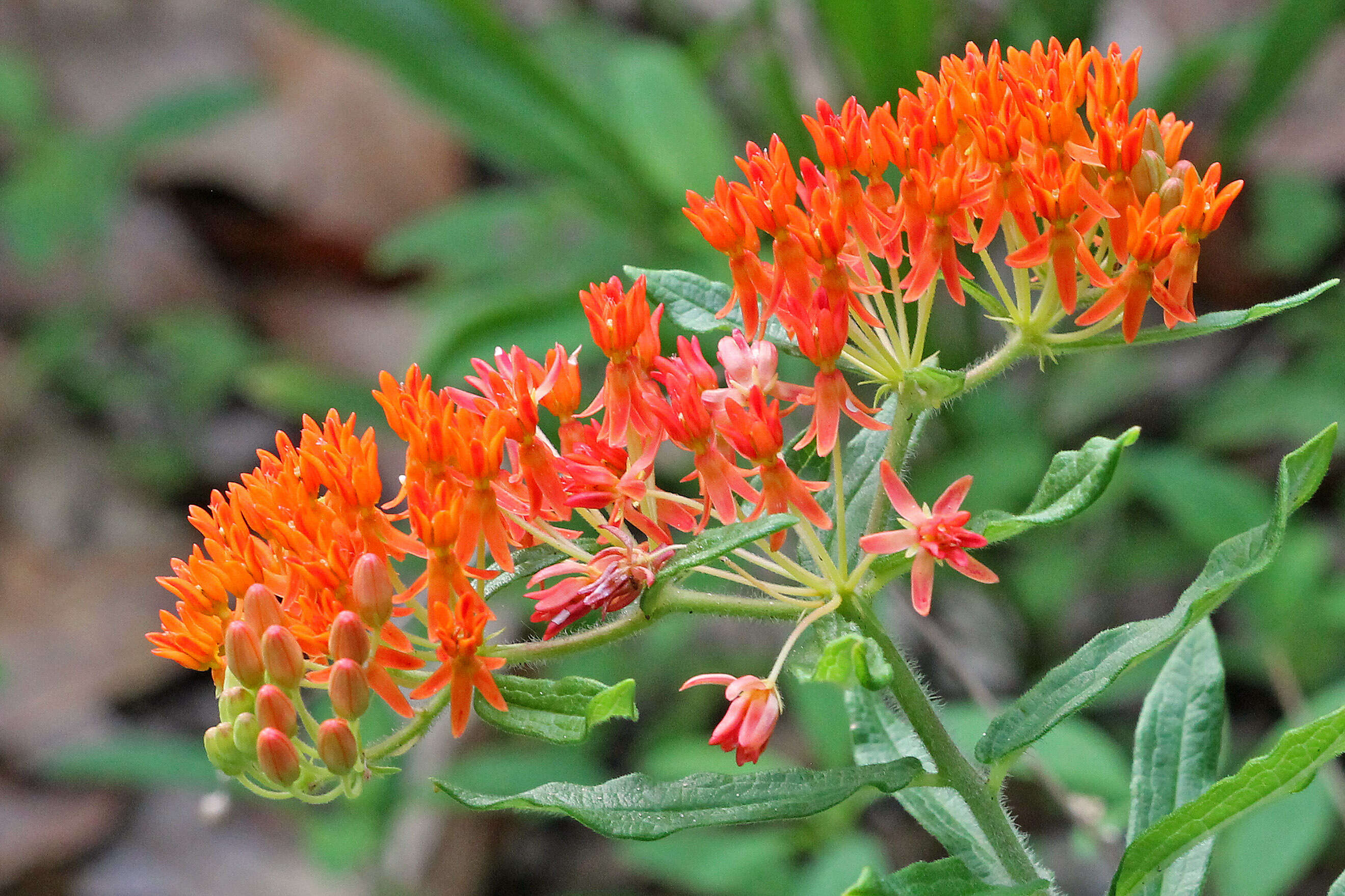 Imagem de Asclepias tuberosa L.