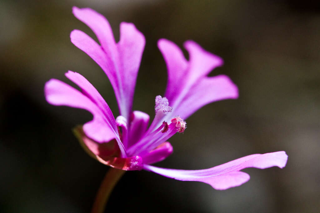 Plancia ëd Clarkia concinna subsp. automixa R. N. Bowman