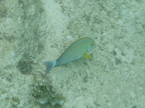 Image of Cuvier's Surgeonfish