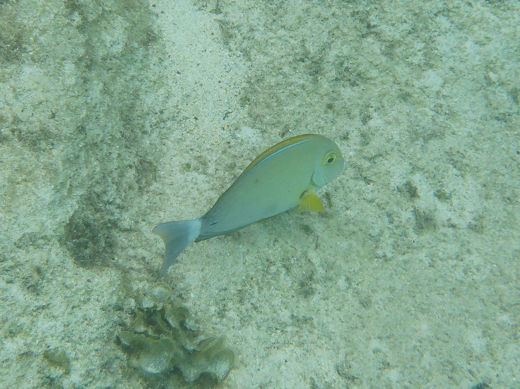 Image of Cuvier's Surgeonfish