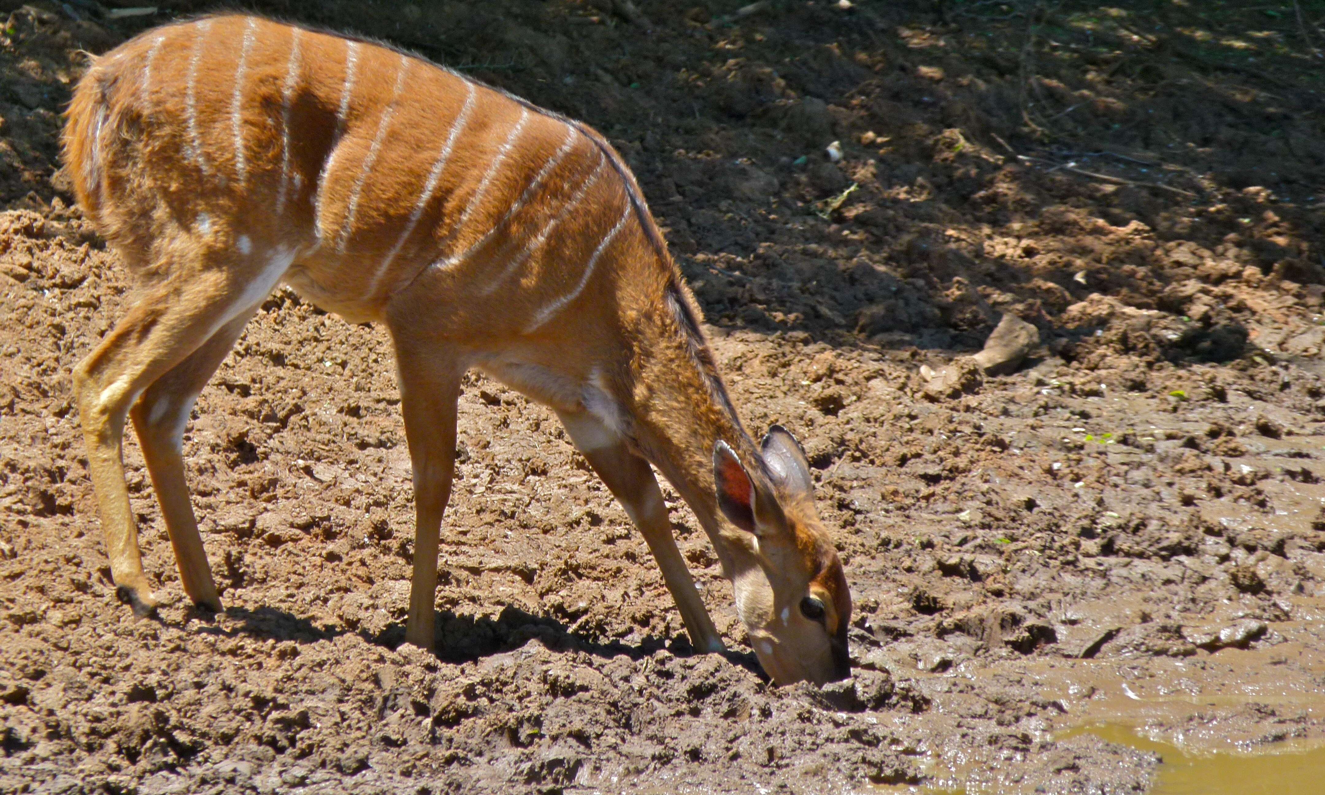 Image of Spiral-horned Antelope