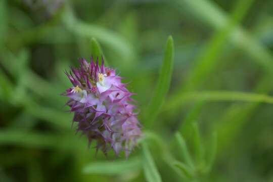 Image of Milkwort