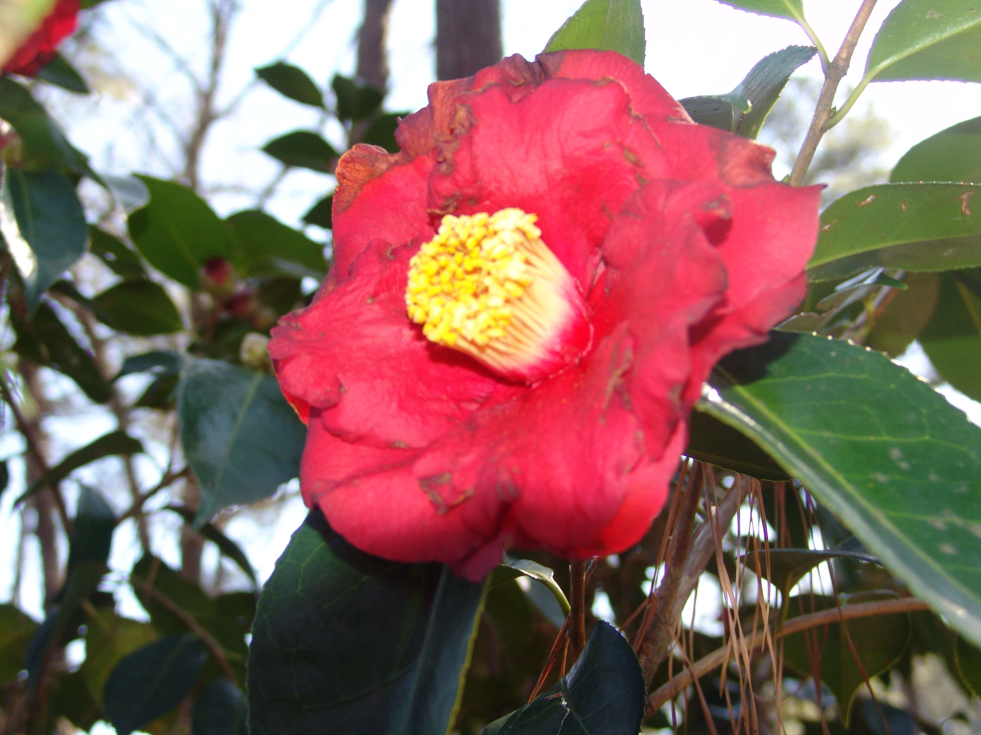 Image of camellia