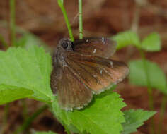 Image of Northern Cloudywing