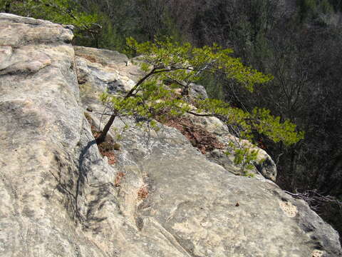 صورة Pinus virginiana Mill.