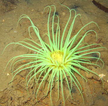 Image of ceriantharian anemones