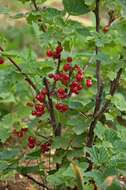 Image of Red Currant