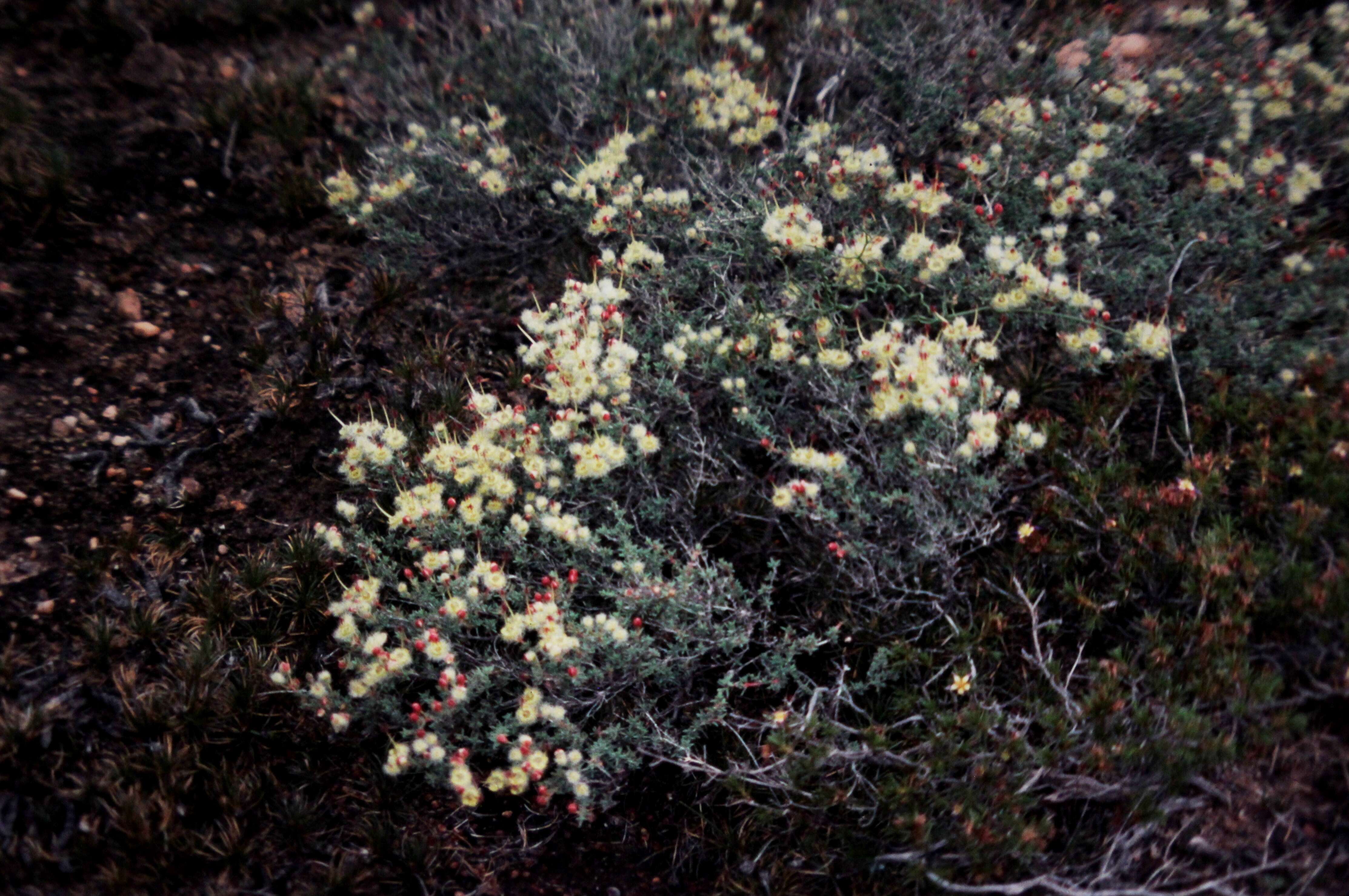 Image of Featherflowers