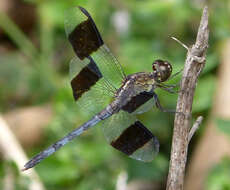 Image of Band-winged Dragonlet