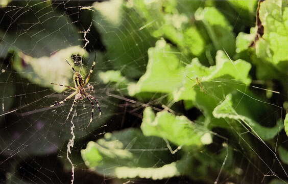 Imagem de Argiope bruennichi (Scopoli 1772)