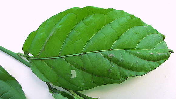 Image of Solanum warmingii Hiern