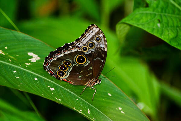 Morpho helenor Cramer 1782的圖片