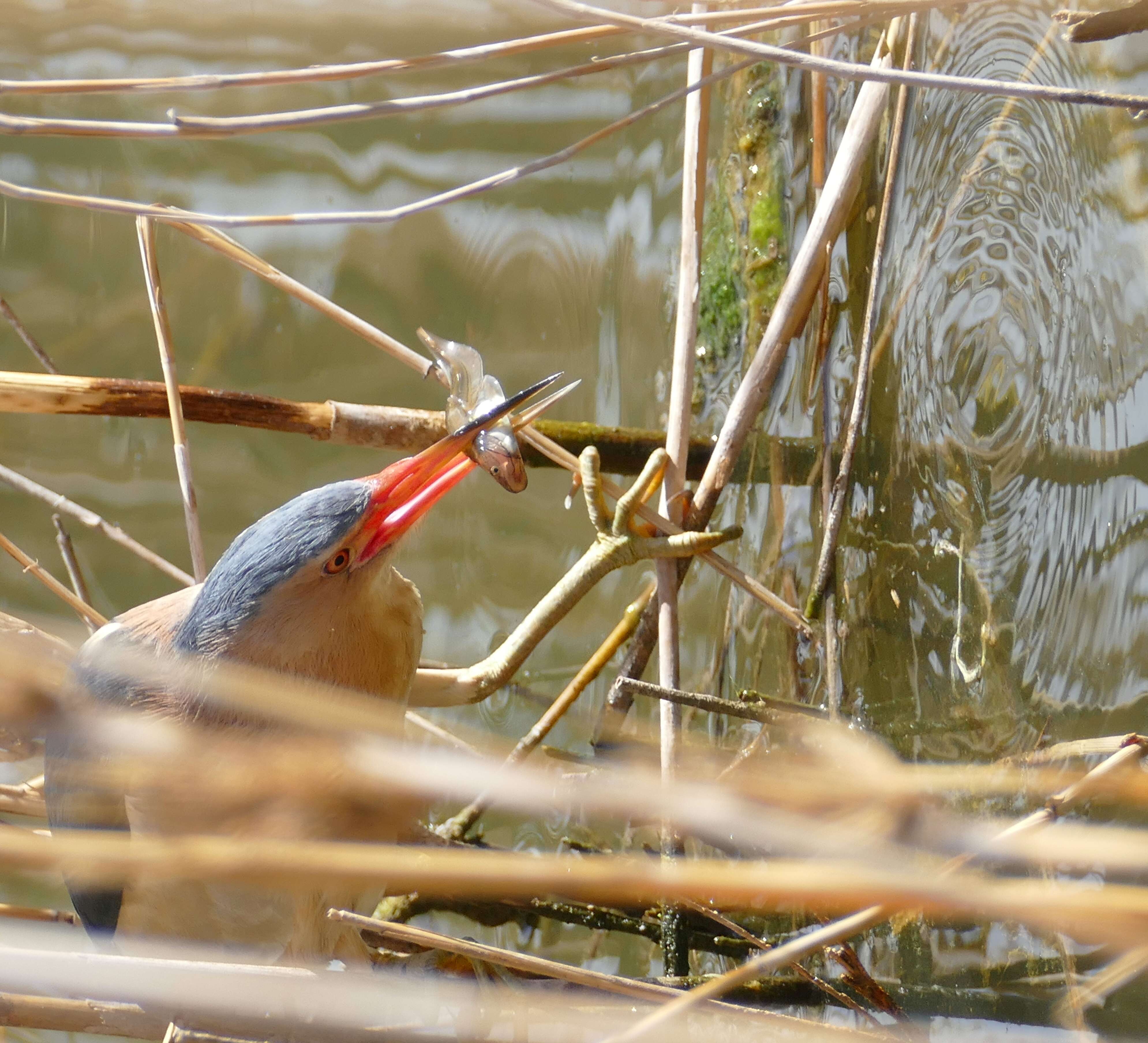 Image of Common Little Bittern