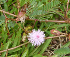 Image of sensitive plant