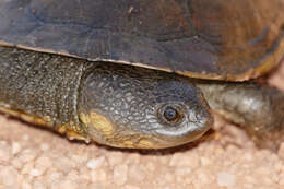 Sivun Acanthochelys macrocephala (Rhodin, Mittermeier & Mcmorris 1984) kuva