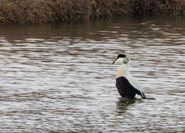 Image of Eider