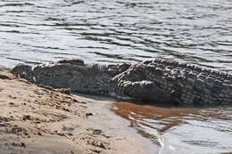 Image of crocodiles