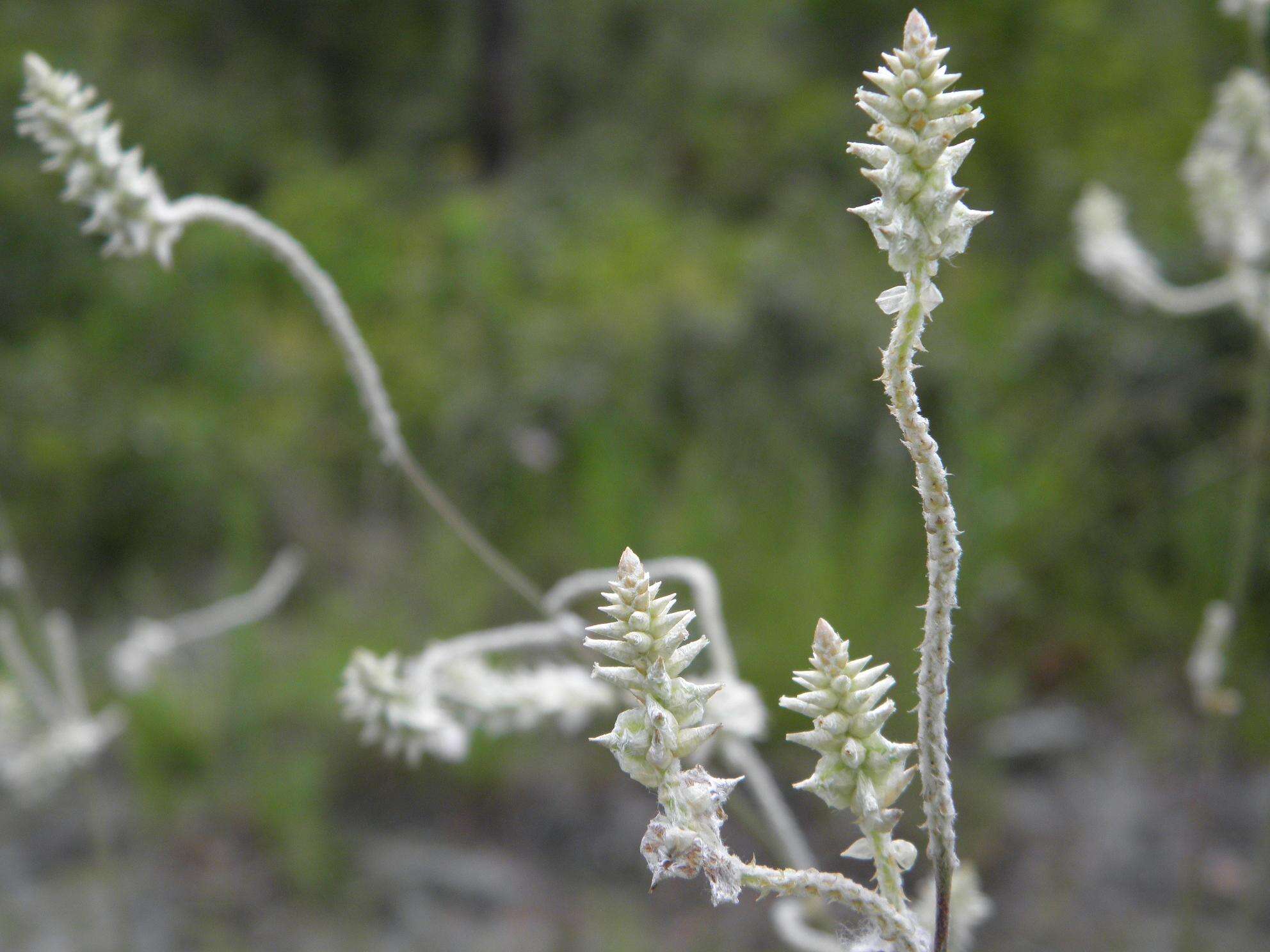 Image of snakecotton