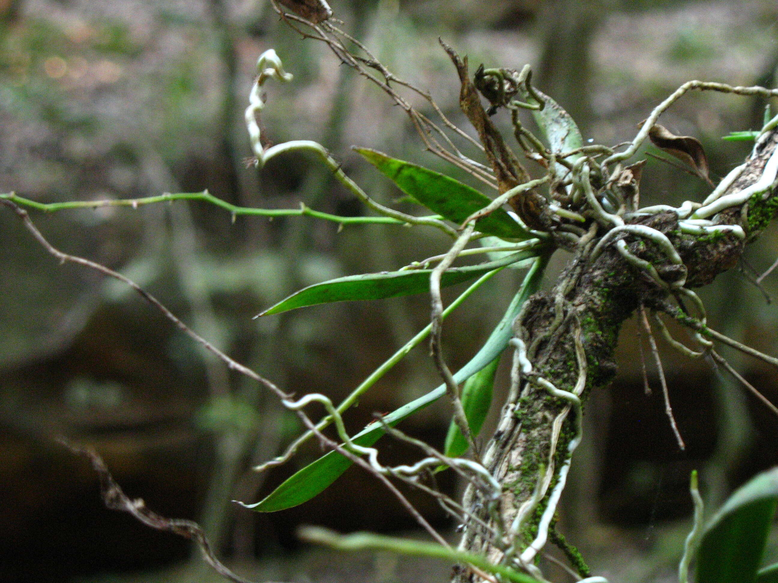 Image of Sarcochilus