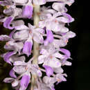 Image of Foxtail orchid