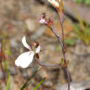 Image of Stylidium obtusatum var. rubricalyx (R. Erickson & J. H. Willis) Carlq.