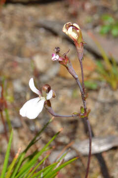 Image of Stylidium obtusatum var. rubricalyx (R. Erickson & J. H. Willis) Carlq.