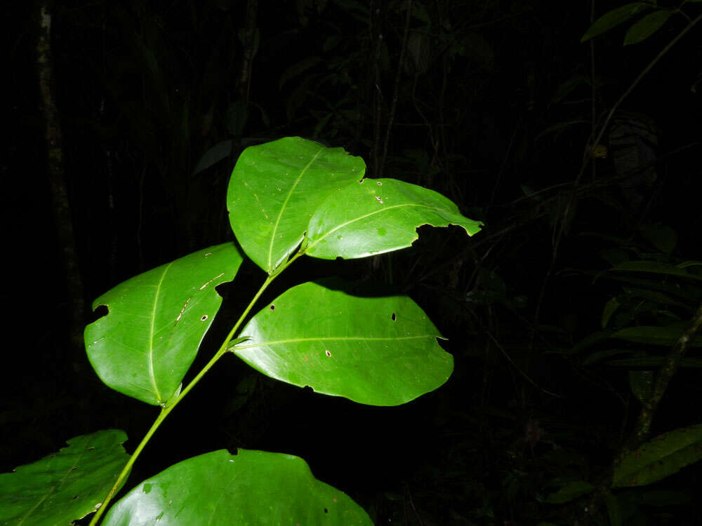 Plancia ëd Swartzia simplex var. continentalis Urb.