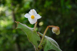 Image of Begonia villifolia Irmsch.