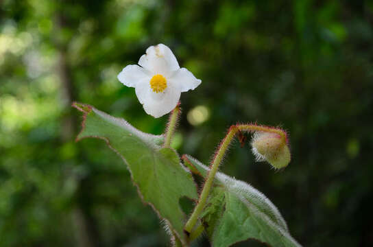 Image of Begonia villifolia Irmsch.