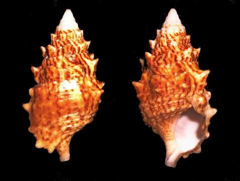 Image of Cerithium echinatum Lamarck 1822