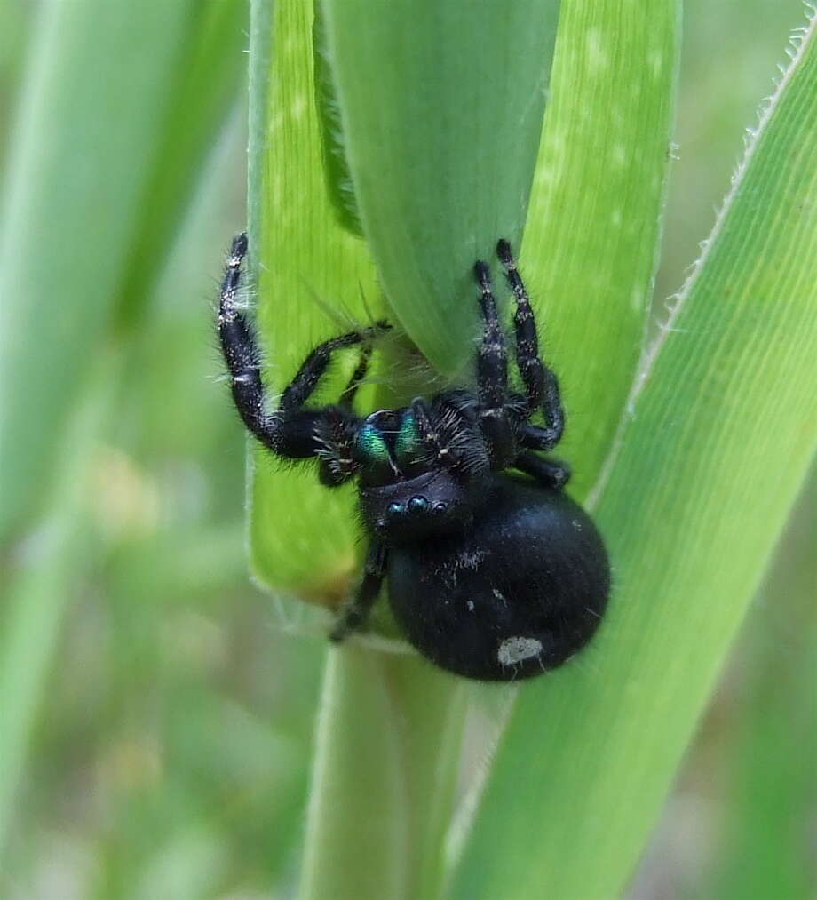 Image of Jumping Spiders