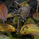 Image of Viburnum