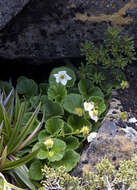 Image of Geum talbotianum W. M. Curtis