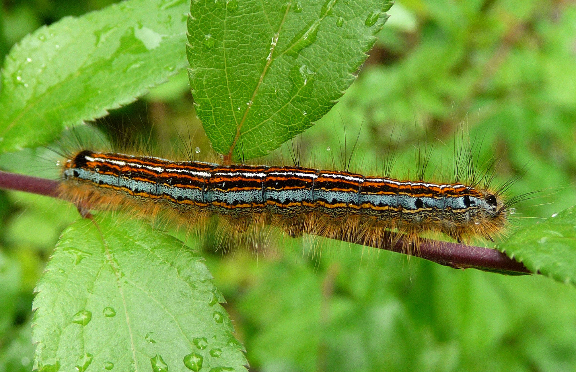 Image of Tent caterpillar