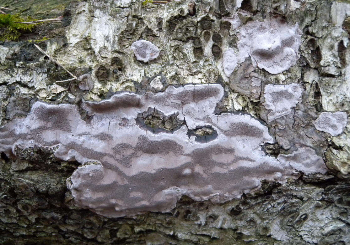 Image of Phellinus