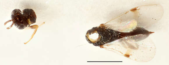 Image of Sycophila