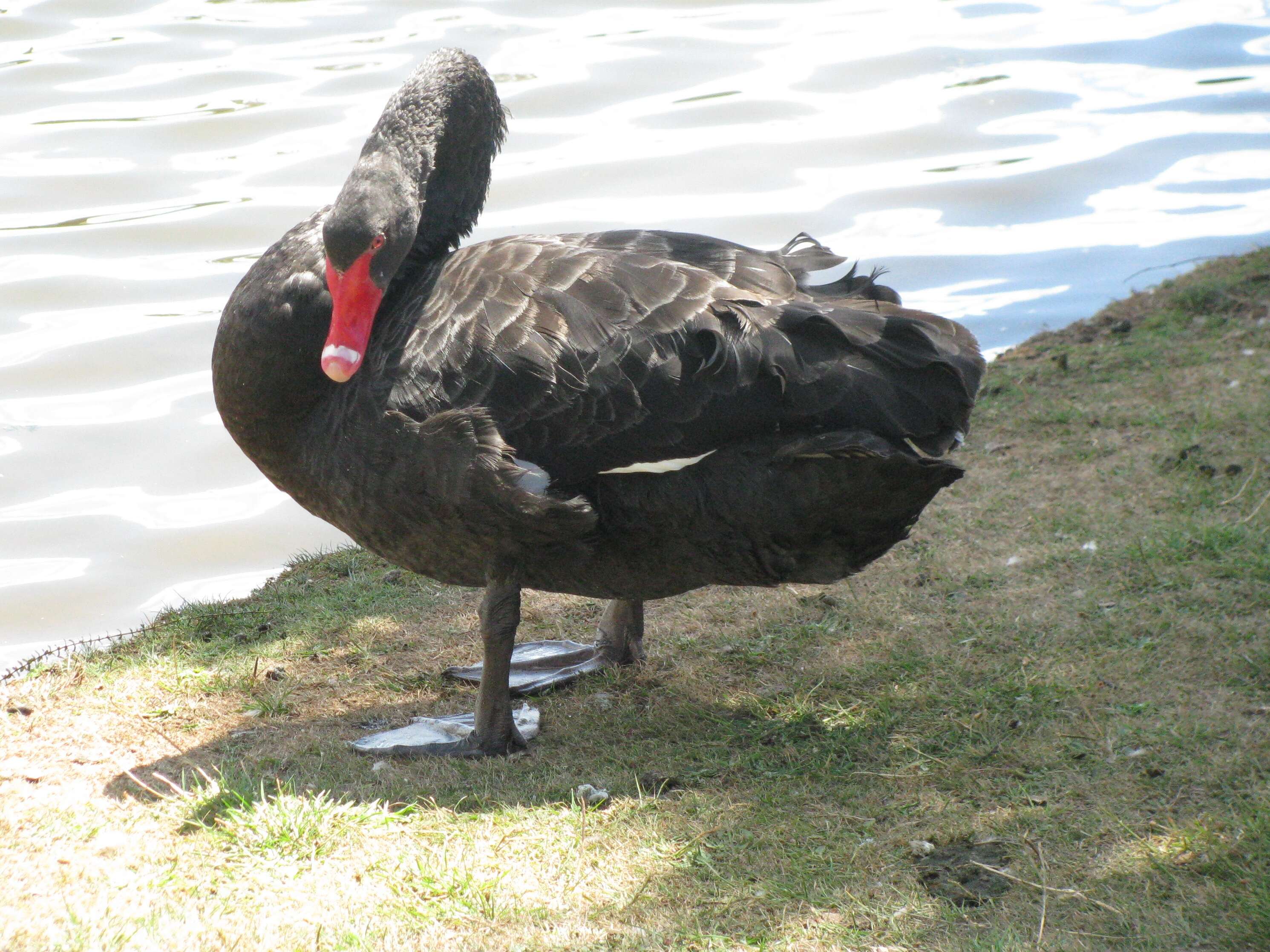 Image of Black Swan