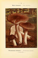 Image of Tricholoma