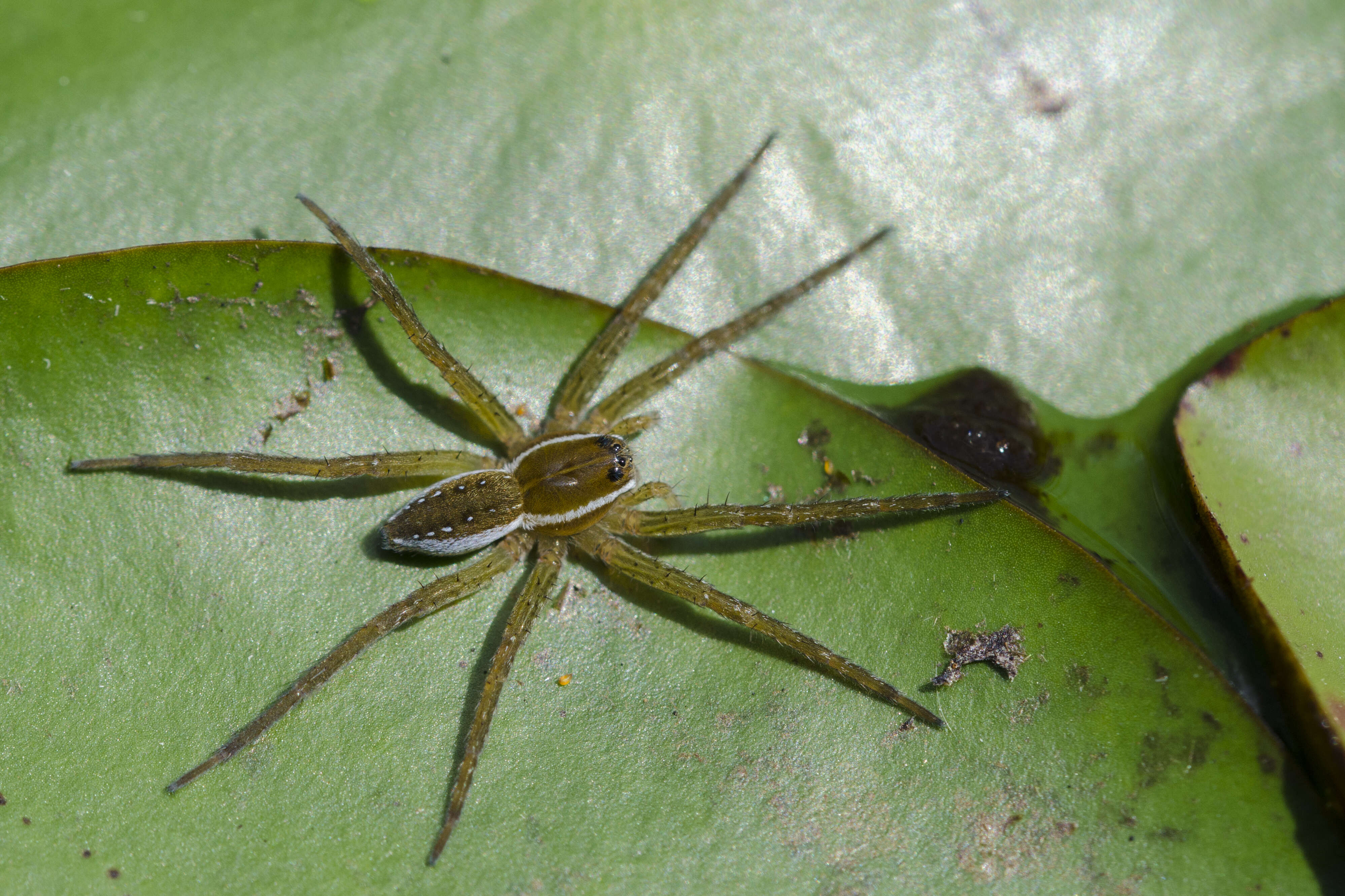 Plancia ëd Dolomedes triton (Walckenaer 1837)