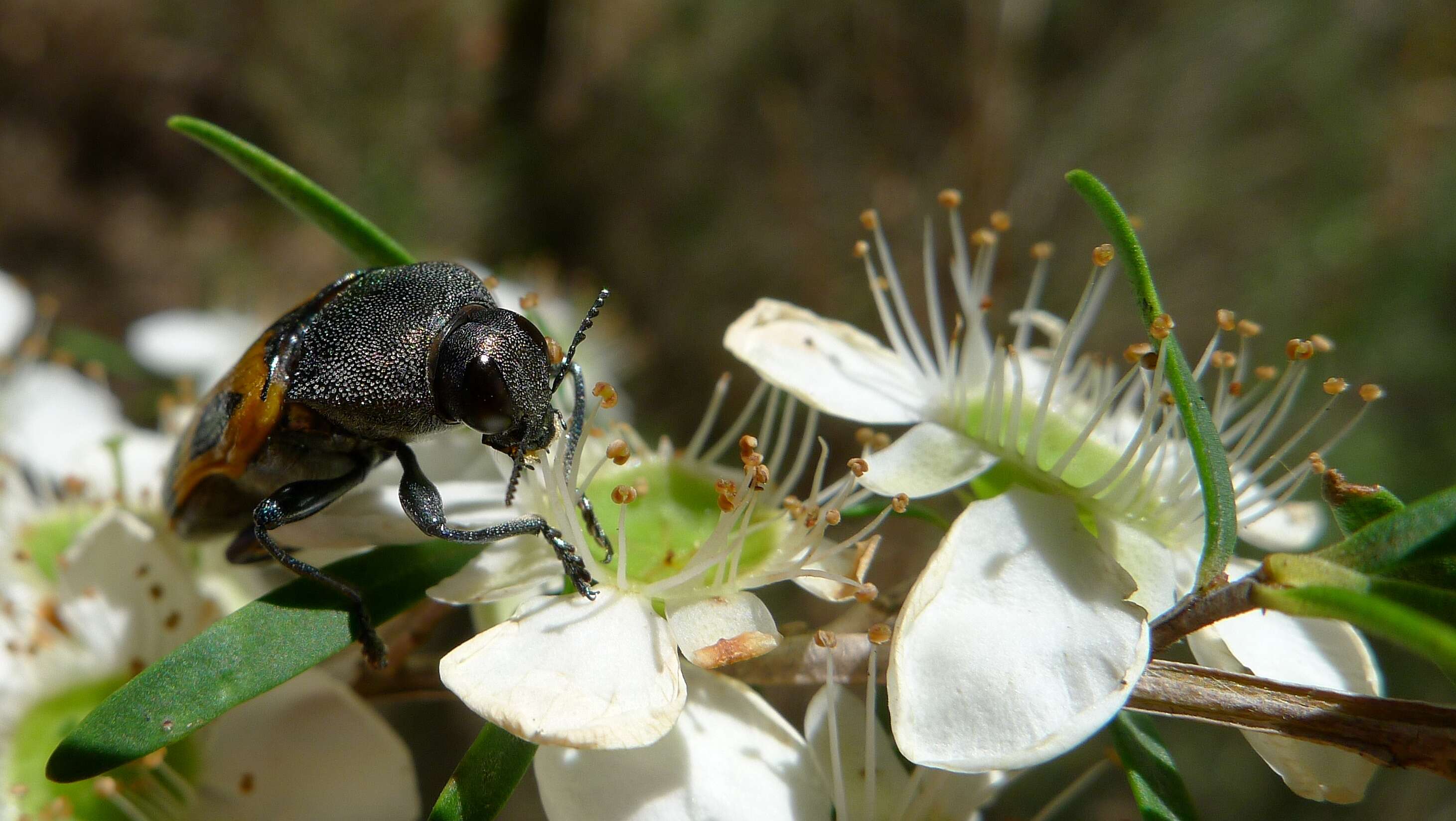 Image of Castiarina