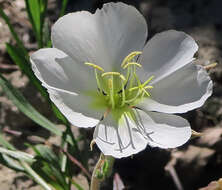 Imagem de Oenothera deltoides subsp. howellii (Munz) W. Klein