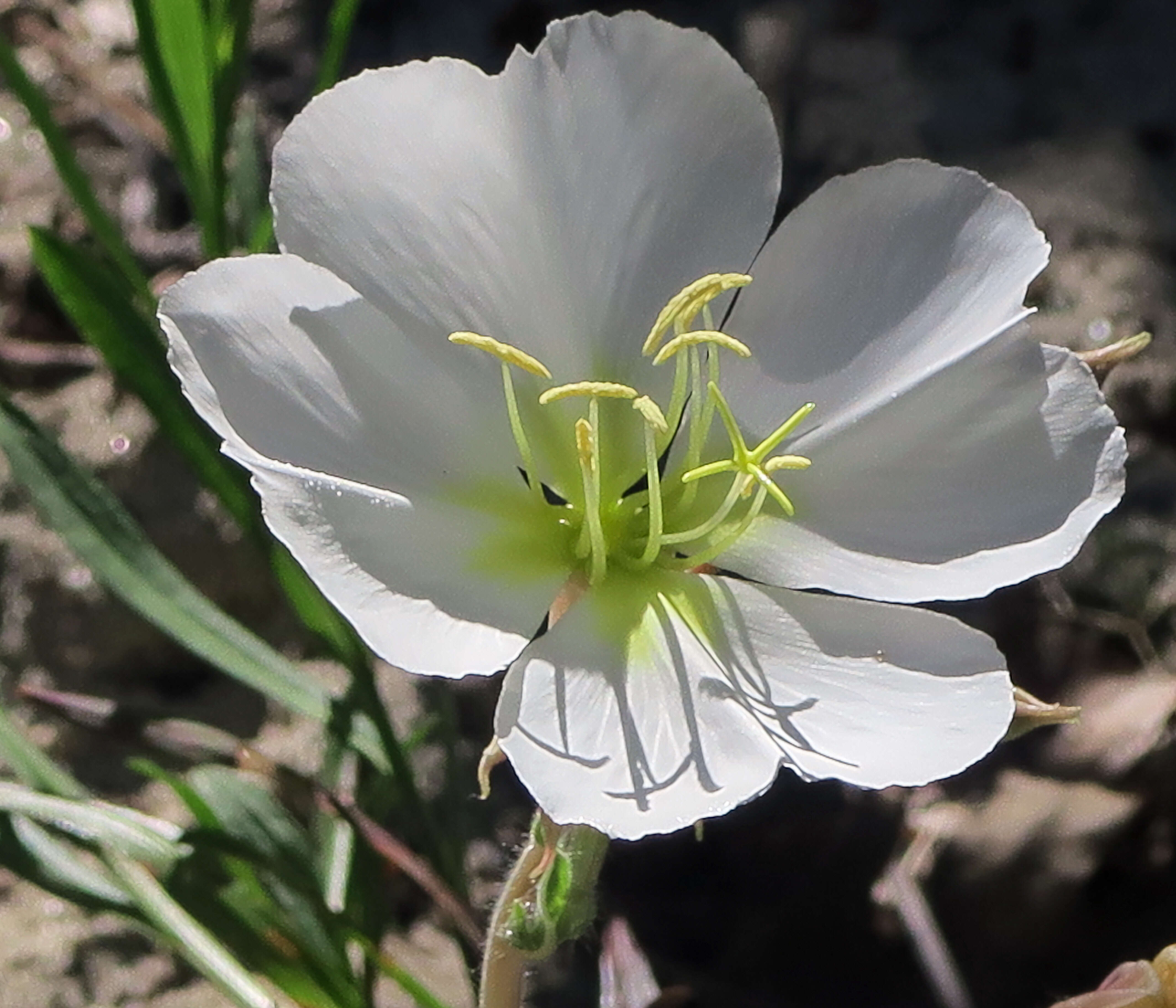 Image of birdcage evening primrose