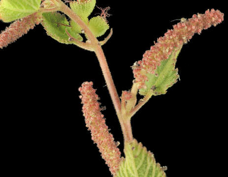 Image of California copperleaf