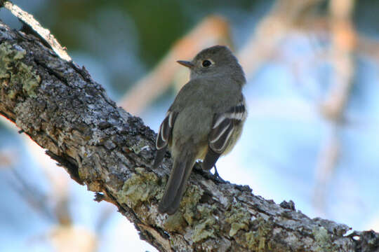 Image of Hammond's Flycatcher