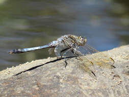 Image of Skimmers (Dragonflies)