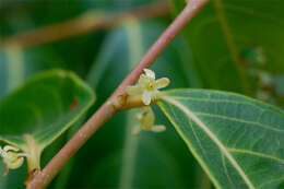 Image of Phyllanthus assamicus Müll. Arg.