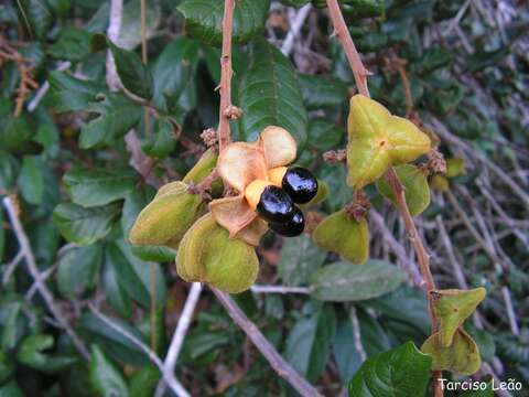 Image of Cupania impressinervia P. Acevedo-Rodriguez